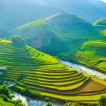 Tại sao rượu mơ được ưa chuộng 9